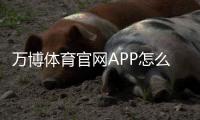 万博体育官网APP怎么玩？新手下载安装、注册充值与安全防骗完整指南